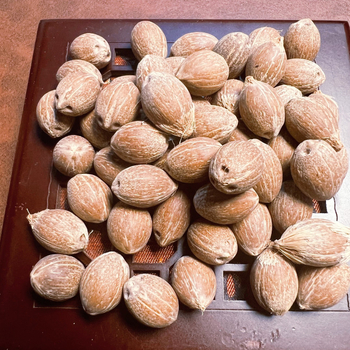 Brățară Bodhi din mărgele, stil retro, unisex; material Bodhi; design geometric; netratat