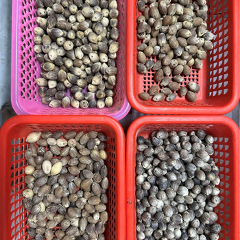 Brățară Bodhi din mărgele, stil retro, unisex; material Bodhi; design geometric; netratat