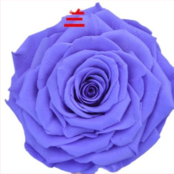 Trandafir din flori veșnice – Li Jin Yongsheng Flower, 1 floare în cutie, Material: flori veșnice; Varietate: Trandafir; Clasă: B