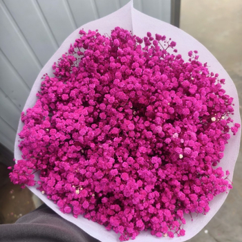 Nothing Brand Gypsophila Veșnică – Flori uscate Cer Înstelat
