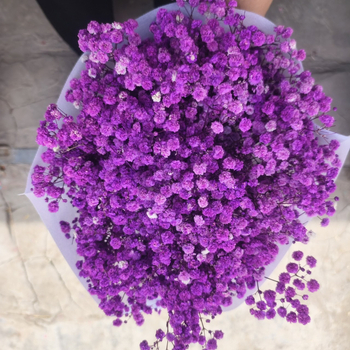 Nothing Brand Gypsophila Veșnică – Flori uscate Cer Înstelat