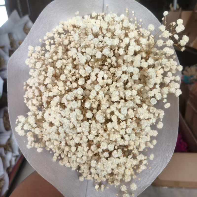 Nothing Brand Gypsophila Veșnică – Flori uscate Cer Înstelat