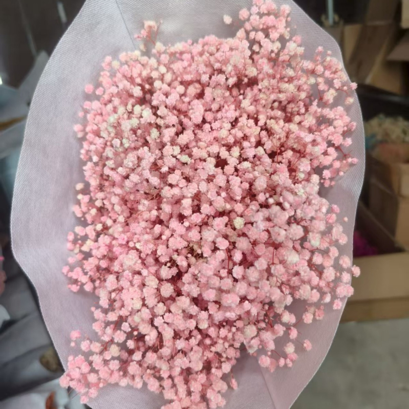 Nothing Brand Gypsophila Veșnică – Flori uscate Cer Înstelat