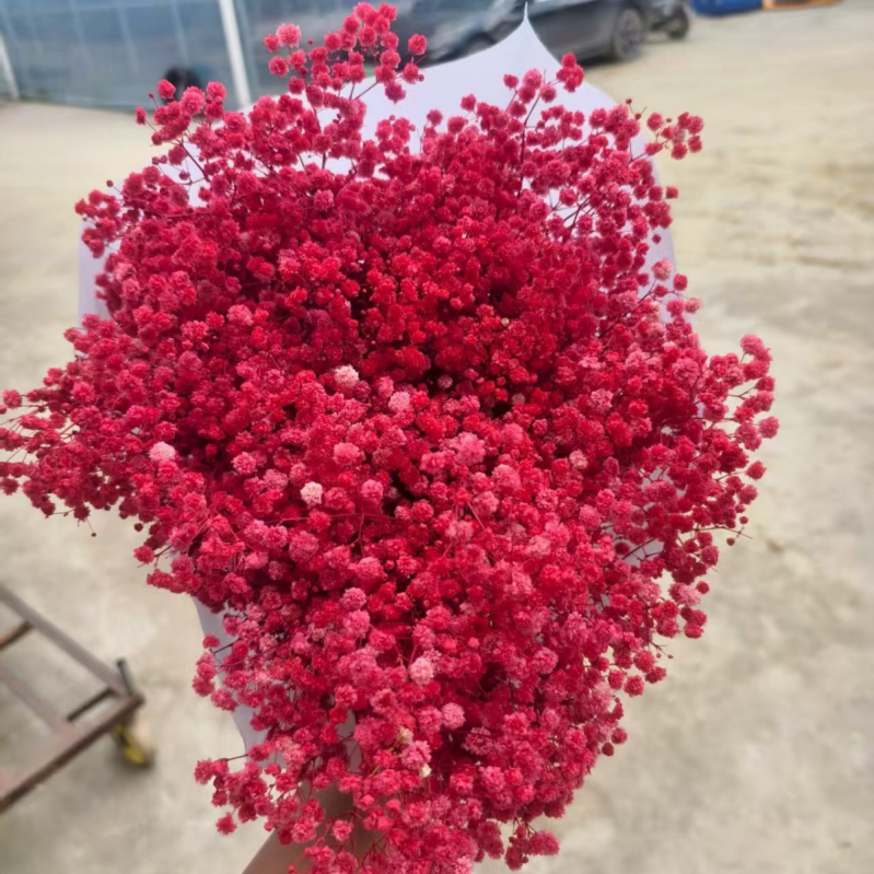 Nothing Brand Gypsophila Veșnică – Flori uscate Cer Înstelat