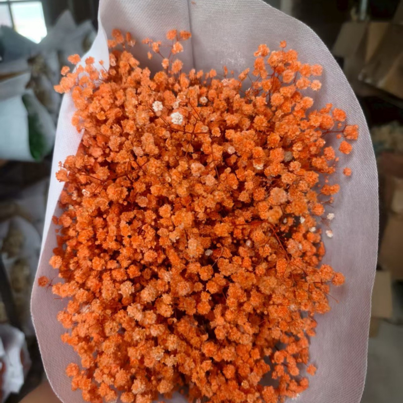 Nothing Brand Gypsophila Veșnică – Flori uscate Cer Înstelat