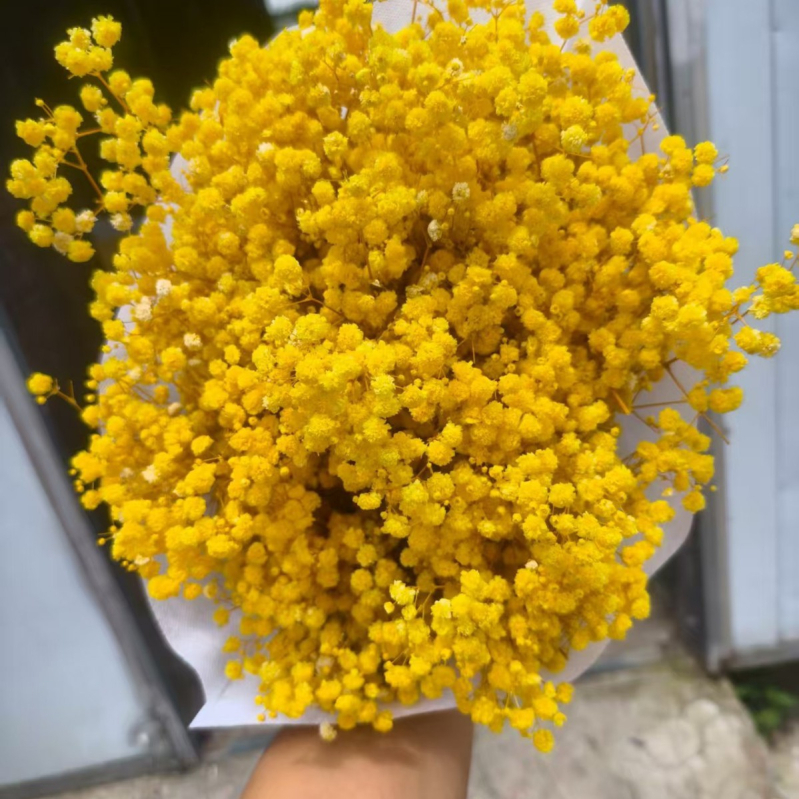 Nothing Brand Gypsophila Veșnică – Flori uscate Cer Înstelat