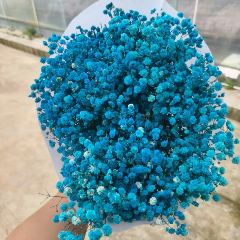 Nothing Brand Gypsophila Veșnică – Flori uscate Cer Înstelat