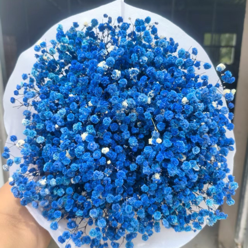 Nothing Brand Gypsophila Veșnică – Flori uscate Cer Înstelat