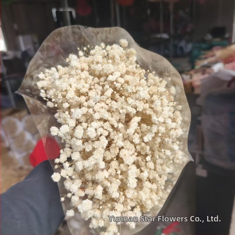 Nothing Brand Gypsophila Veșnică – Flori uscate Cer Înstelat