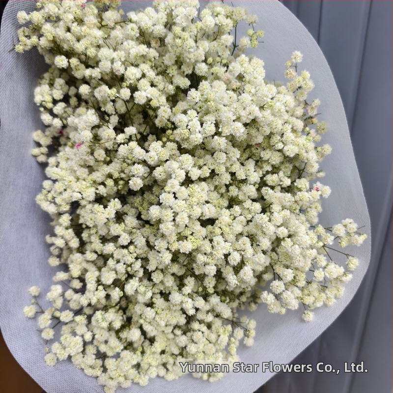 Nothing Brand Gypsophila Veșnică – Flori uscate Cer Înstelat