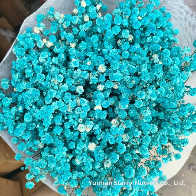 Nothing Brand Gypsophila Veșnică – Flori uscate Cer Înstelat