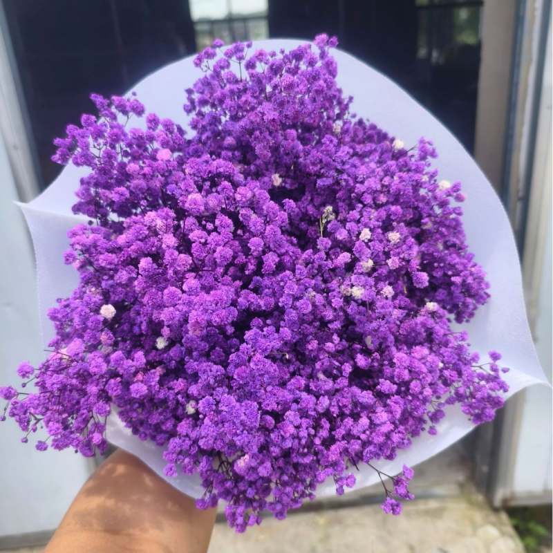 Nothing Brand Gypsophila Veșnică – Flori uscate Cer Înstelat