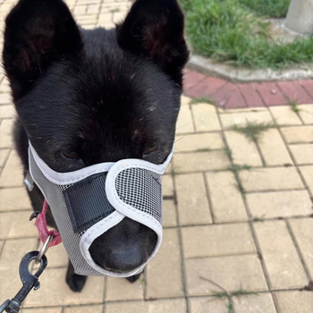 Botniță de câine, plasă respirabilă din nylon, design anti-inghițire și anti-strângere, cutie cu 400 bucăți