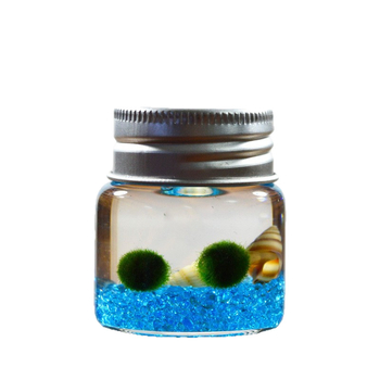 Bilă de alge Marimo, din sticlă într-un recipient ecologic — mini peisaj de birou, design original, personalizabil