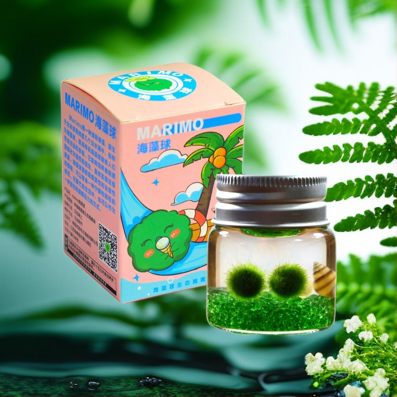 Bilă de alge Marimo, din sticlă într-un recipient ecologic — mini peisaj de birou, design original, personalizabil