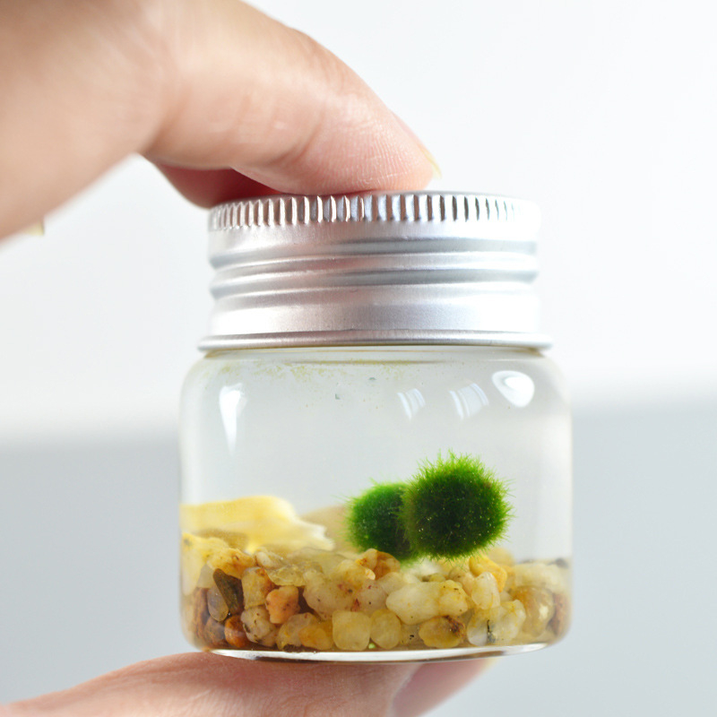 Bilă de alge Marimo, din sticlă într-un recipient ecologic — mini peisaj de birou, design original, personalizabil