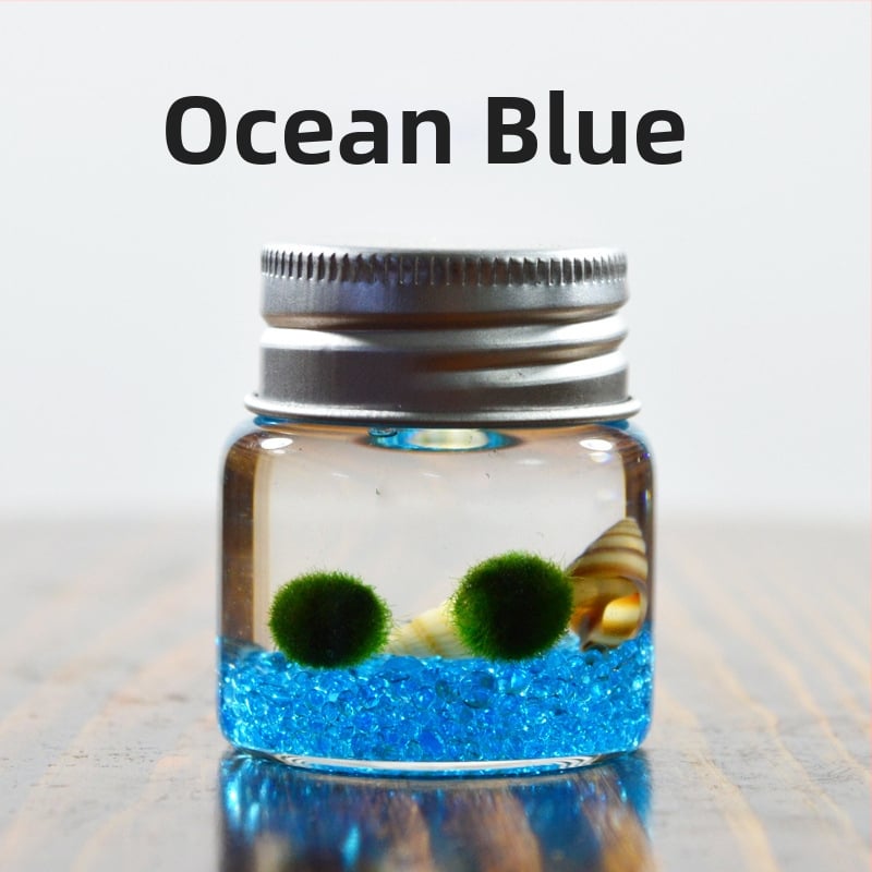 Bilă de alge Marimo, din sticlă într-un recipient ecologic — mini peisaj de birou, design original, personalizabil