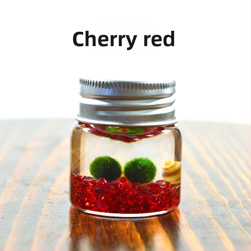 Bilă de alge Marimo, din sticlă într-un recipient ecologic — mini peisaj de birou, design original, personalizabil