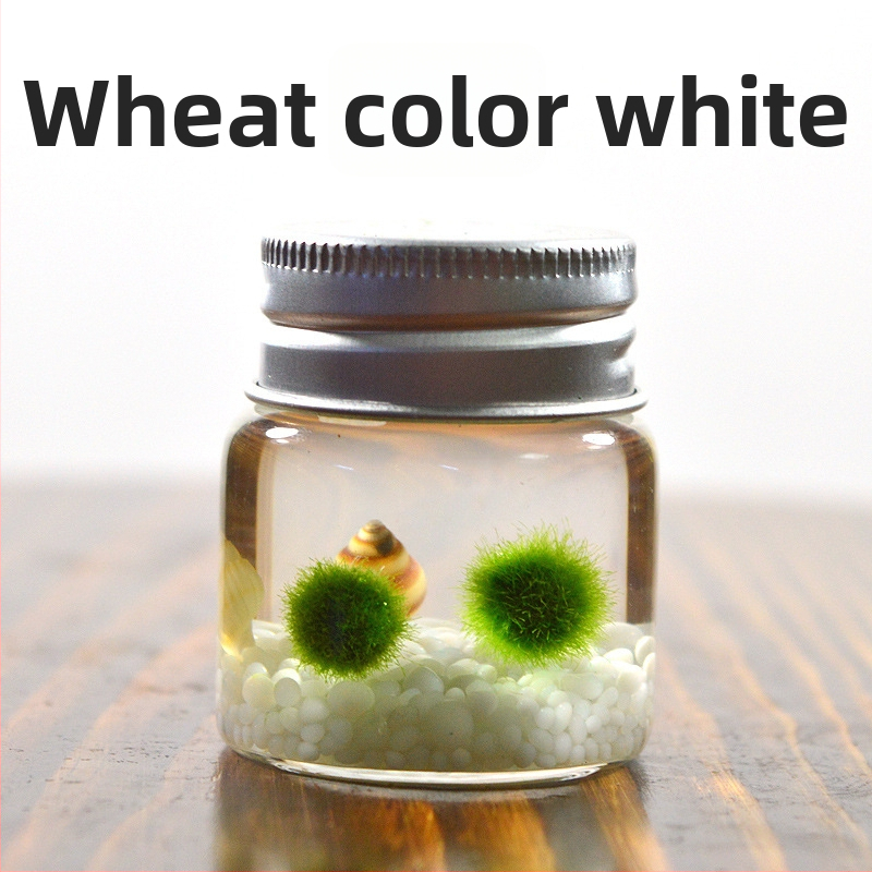 Bilă de alge Marimo, din sticlă într-un recipient ecologic — mini peisaj de birou, design original, personalizabil