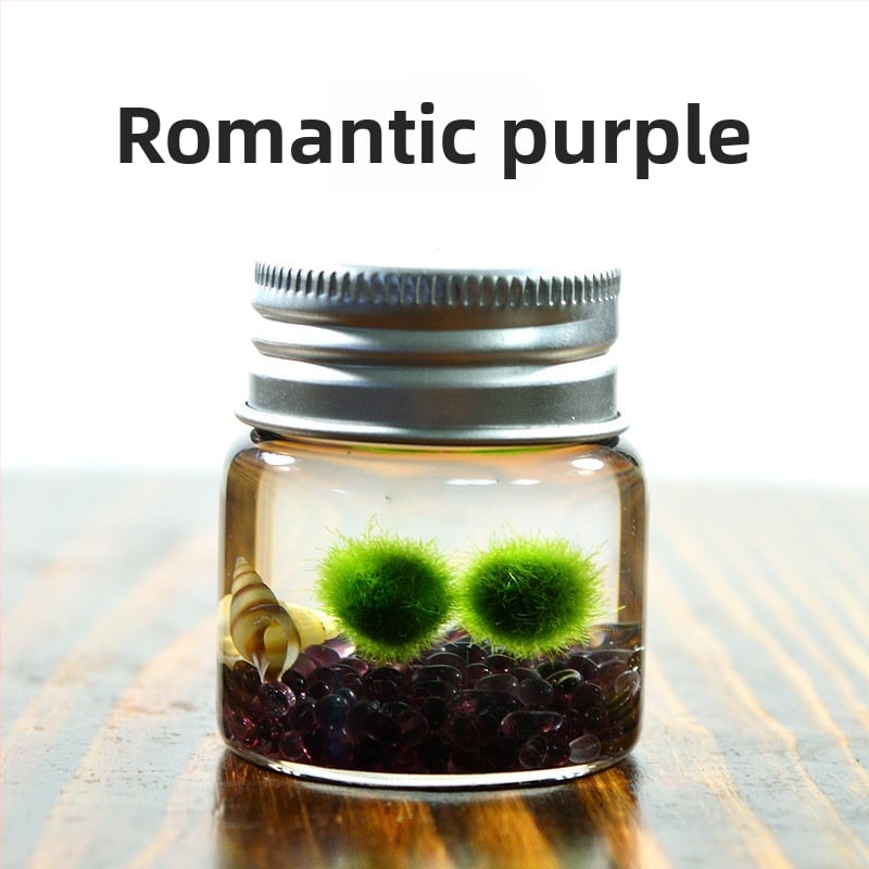 Bilă de alge Marimo, din sticlă într-un recipient ecologic — mini peisaj de birou, design original, personalizabil