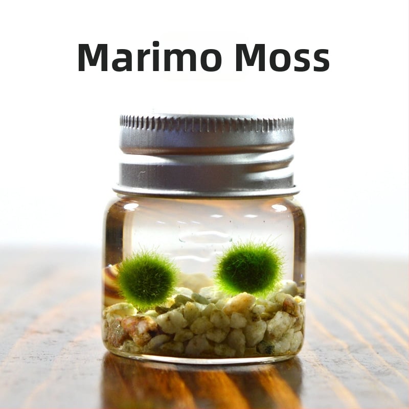 Bilă de alge Marimo, din sticlă într-un recipient ecologic — mini peisaj de birou, design original, personalizabil
