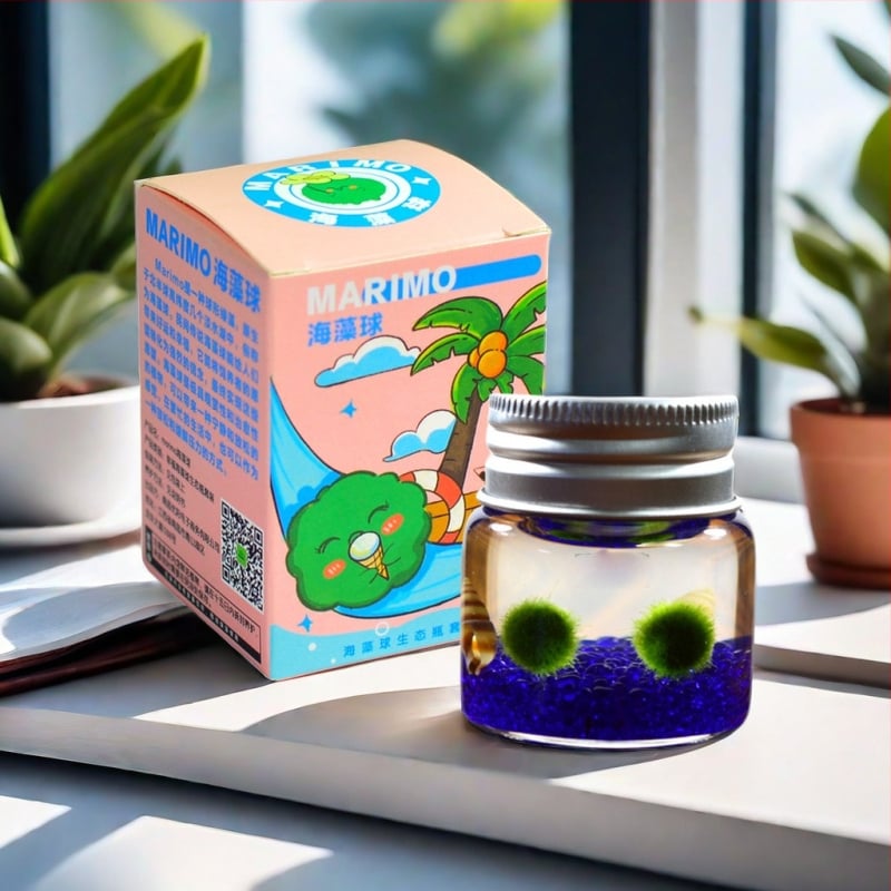 Bilă de alge Marimo, din sticlă într-un recipient ecologic — mini peisaj de birou, design original, personalizabil