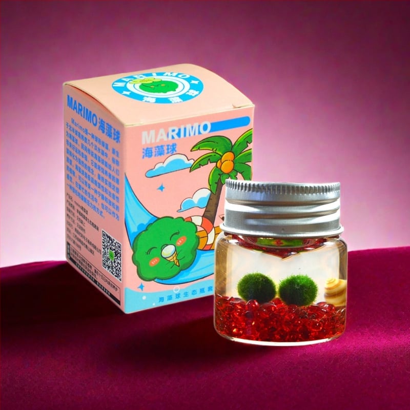 Bilă de alge Marimo, din sticlă într-un recipient ecologic — mini peisaj de birou, design original, personalizabil