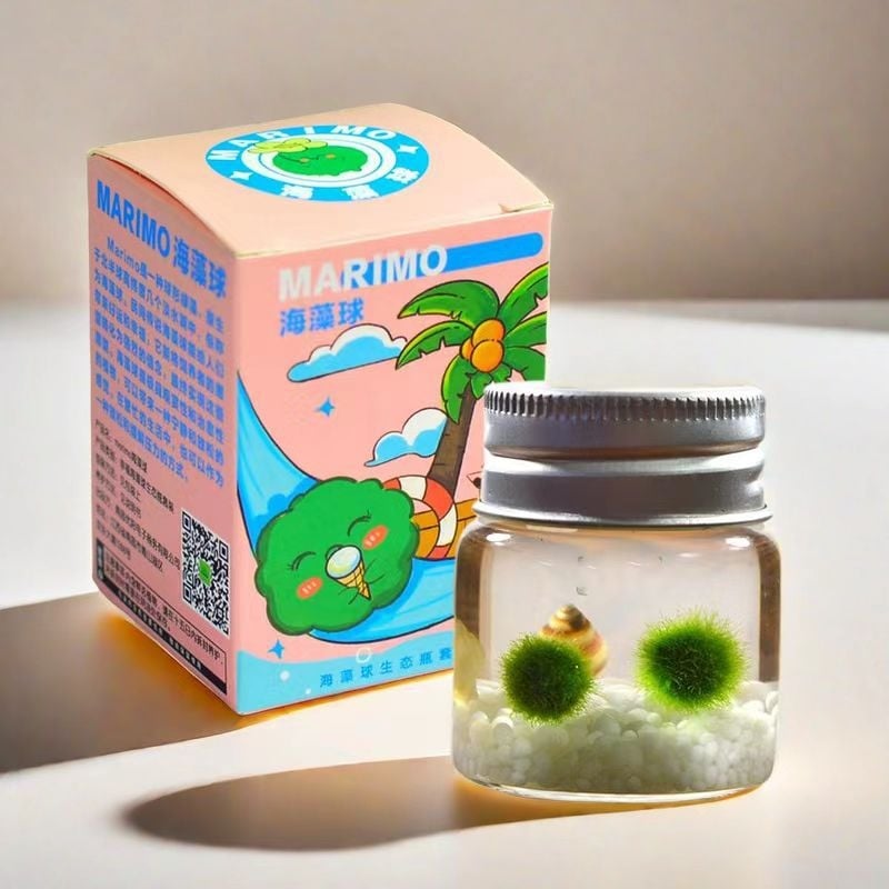 Bilă de alge Marimo, din sticlă într-un recipient ecologic — mini peisaj de birou, design original, personalizabil