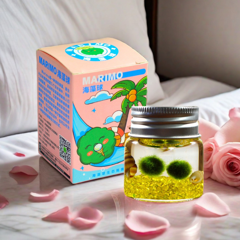 Bilă de alge Marimo, din sticlă într-un recipient ecologic — mini peisaj de birou, design original, personalizabil