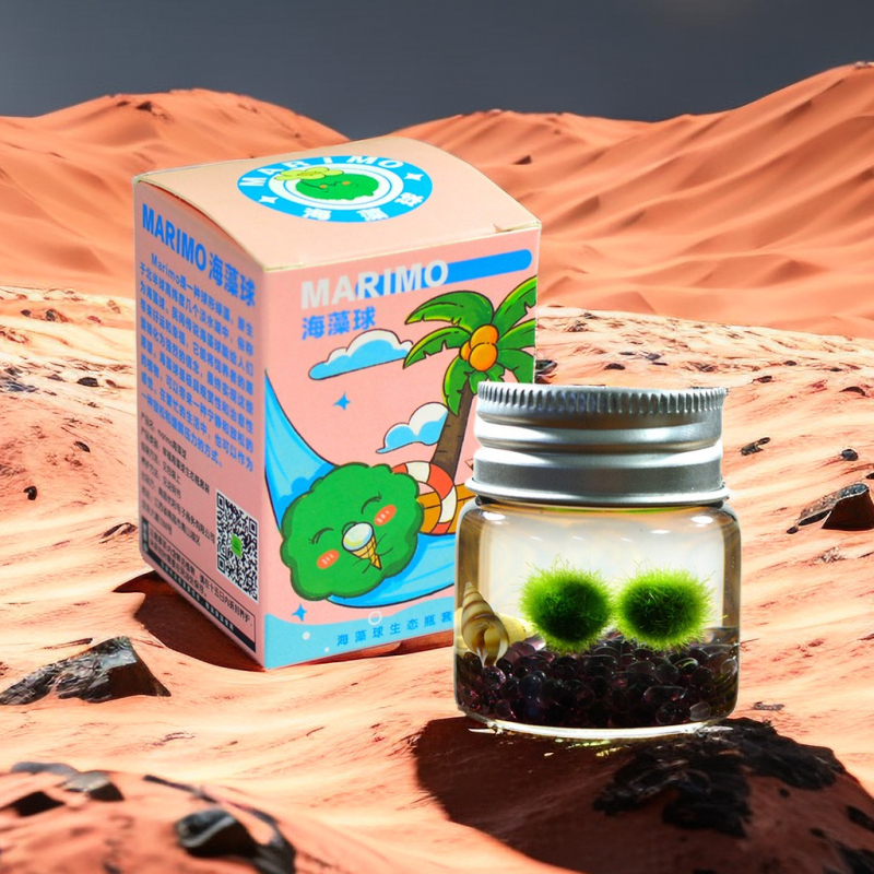 Bilă de alge Marimo, din sticlă într-un recipient ecologic — mini peisaj de birou, design original, personalizabil