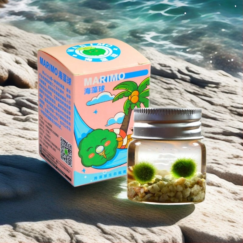 Bilă de alge Marimo, din sticlă într-un recipient ecologic — mini peisaj de birou, design original, personalizabil