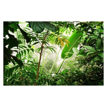 Fali tapéta - 3D trópusi esőerdő növények banánlevél motívummal; Márka Orange art mural; Anyag: Selyem; Hierarchikus összetétel: 3; Kategória: Falburkolat; Osztály: Premium