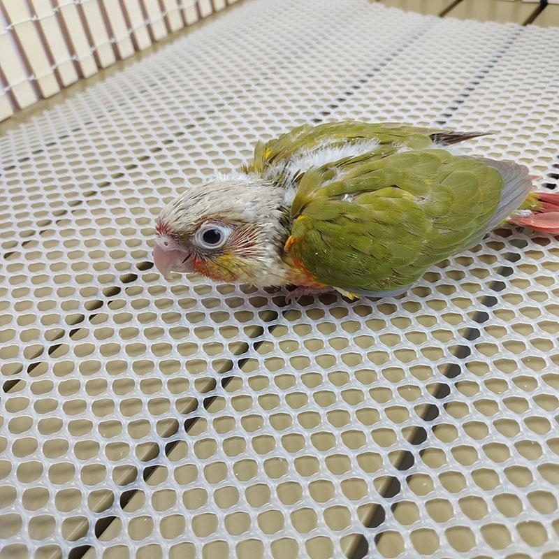 Plastična mreža za kućni uzgoj peradi — izolacijski ograda za uzgoj kokoši, pataka, gusaka i golubova