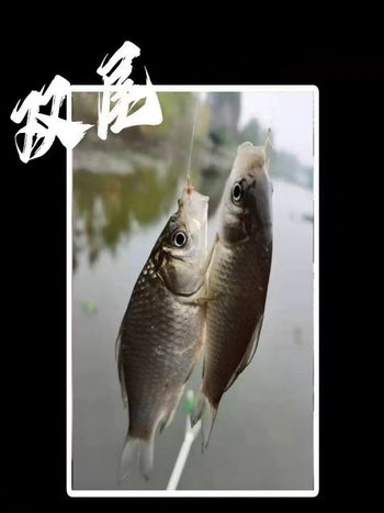 Set plovne linije s dvostrukim udicama i sedmerozvjezdastim plovkom – bez podešavanja, visoka osjetljivost; Materijal: najlon; Duljina: 2.7–5.4 m; Za potoke, ribnjake i jezera