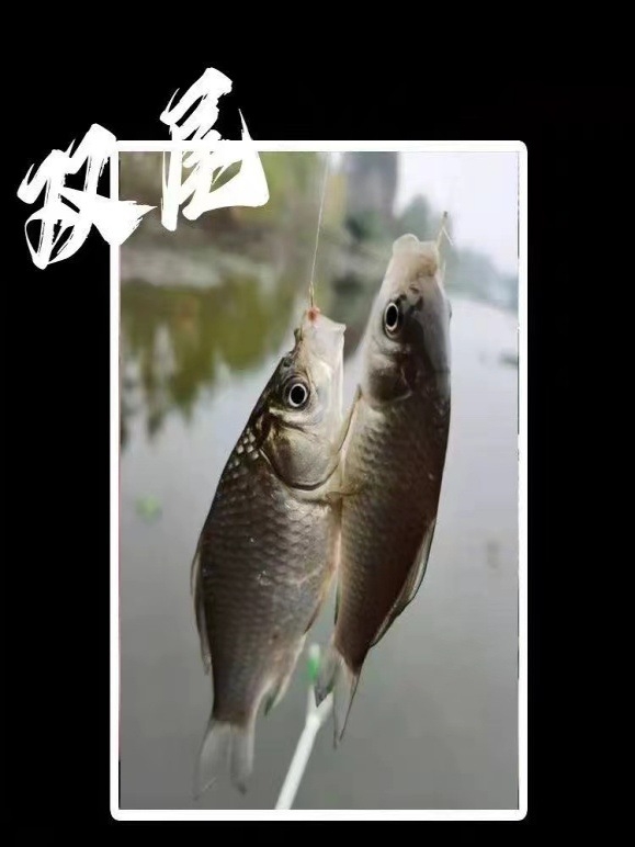 Set plovne linije s dvostrukim udicama i sedmerozvjezdastim plovkom – bez podešavanja, visoka osjetljivost; Materijal: najlon; Duljina: 2.7–5.4 m; Za potoke, ribnjake i jezera