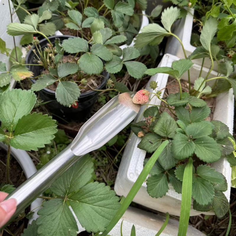 Градинарска лопата - интегриран дизайн от манганова стомана за пресаждане и засаждане в саксии, лезвие от неръждаема стомана, общо предназначение, персонализируемо | Марка Shang ting