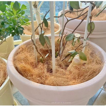 Cană de udare/Sticlă de pulverizat — husă decorativă pentru ghiveci din fibre de cocos (Material: Alt; Import: Nu; Brand: Alt; Scenarii aplicabile: Călătorii de agrement)