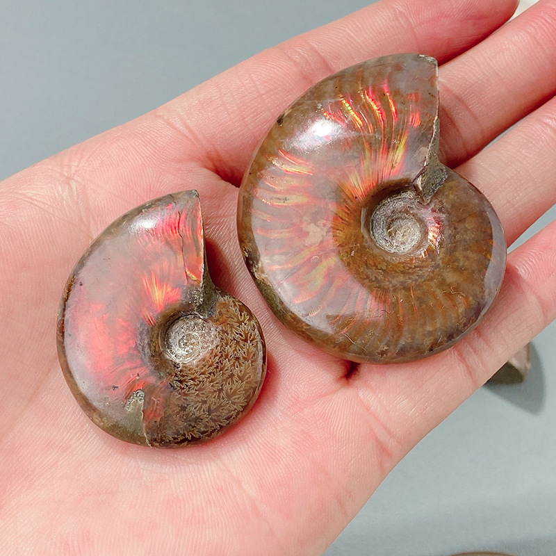 Amonit školjka fosil, konus fosil, geometrijski oblik, Ah Peng Crystal Crafts