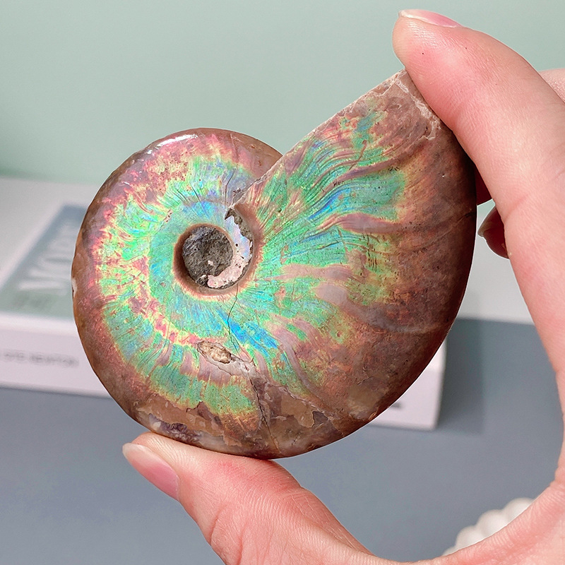 Amonit školjka fosil, konus fosil, geometrijski oblik, Ah Peng Crystal Crafts