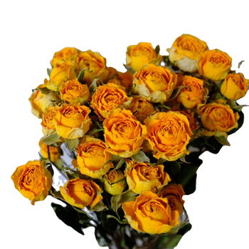 Клонки рози – сушени рози със листни жилки – за букет – опаковка картон – марка Spring keeps flowers