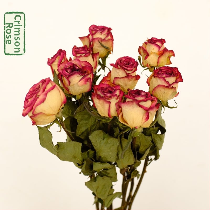 Клонки рози – сушени рози със листни жилки – за букет – опаковка картон – марка Spring keeps flowers