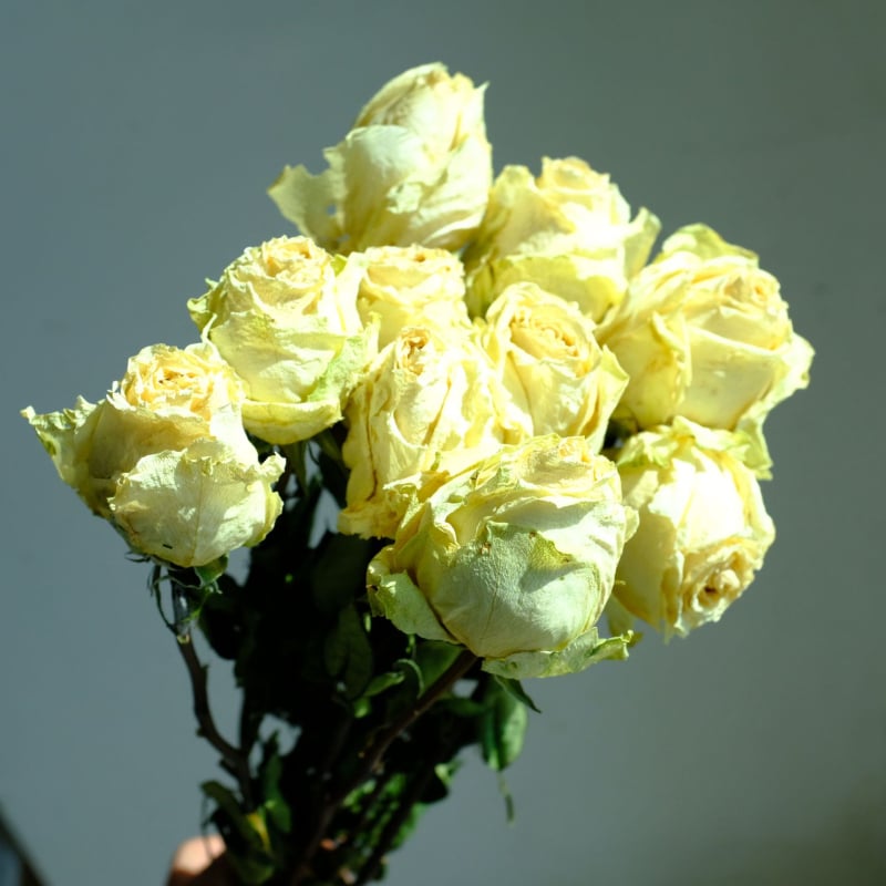 Клонки рози – сушени рози със листни жилки – за букет – опаковка картон – марка Spring keeps flowers