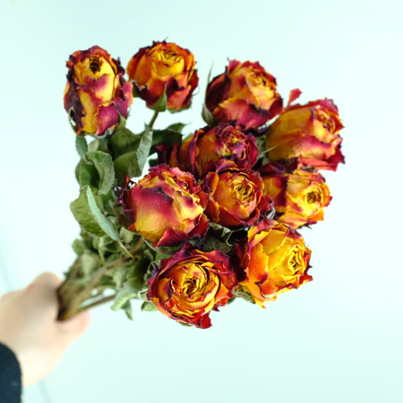 Клонки рози – сушени рози със листни жилки – за букет – опаковка картон – марка Spring keeps flowers