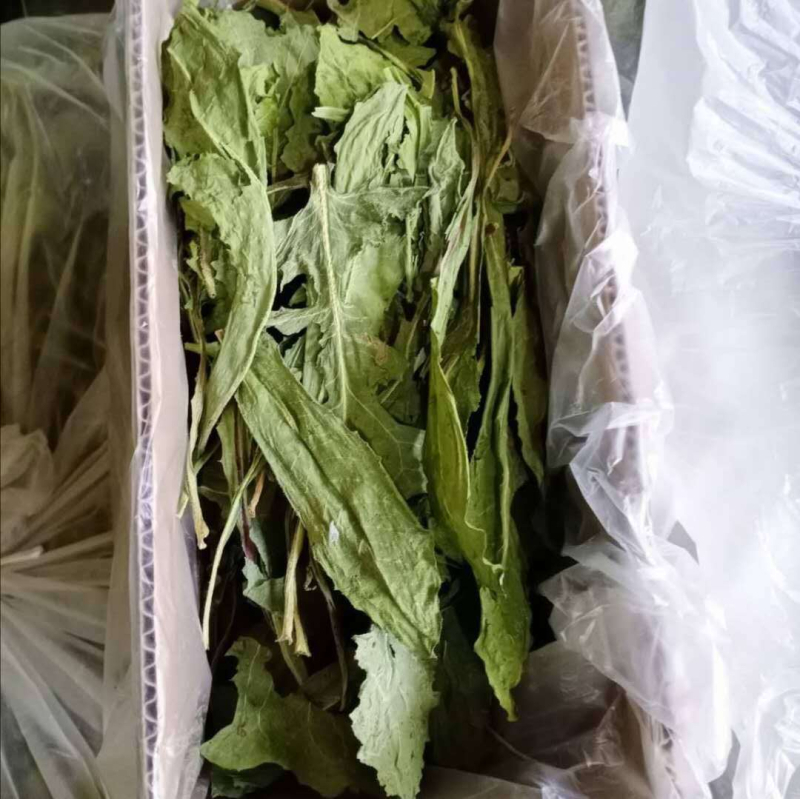 Суха храна за малки животни – сено от цикория, за зайци, шиншили и морски свинчета; 500 г; Longteng planting