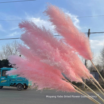 Rožinė džiovintų pampas gėlių puokštė - džiovintos gėlės, natūrali dekoracija studijos nuotraukoms ir vestuvėms, ženklas Yabo, pakuotė Opp bag, procesas 3404050