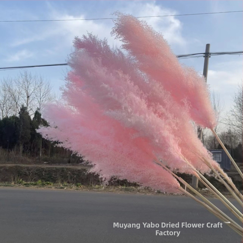 Rozā žāvētu pampasu ziedu pušķis - žāvēti ziedi, dabiskā dekora studijas fotosesijai un kāzu rekvizīti, zīmols Yabo, iepakojums Opp bag, process 3404050