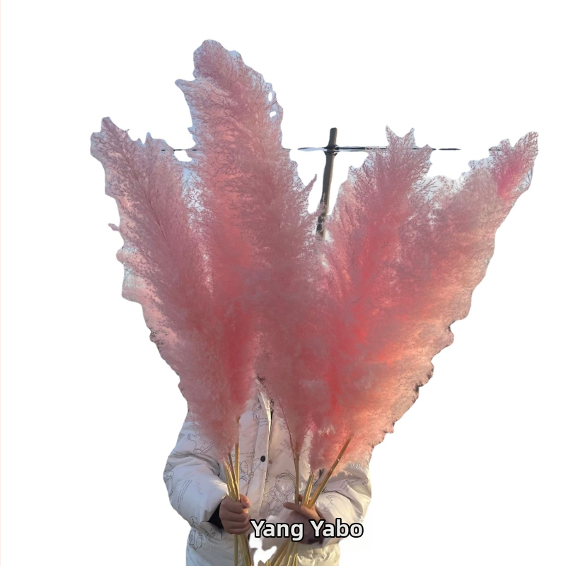 Rozā žāvētu pampasu ziedu pušķis - žāvēti ziedi, dabiskā dekora studijas fotosesijai un kāzu rekvizīti, zīmols Yabo, iepakojums Opp bag, process 3404050