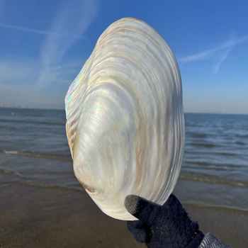 Luobeyi természetes, fényesen polírozott kagylóhéj dekoratív tányér – kézi készítésű, mediterrán stílus