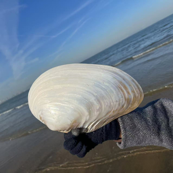 Luobeyi természetes, fényesen polírozott kagylóhéj dekoratív tányér – kézi készítésű, mediterrán stílus