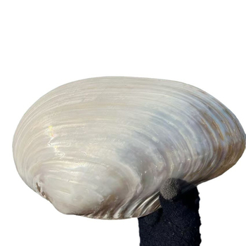 Luobeyi természetes, fényesen polírozott kagylóhéj dekoratív tányér – kézi készítésű, mediterrán stílus